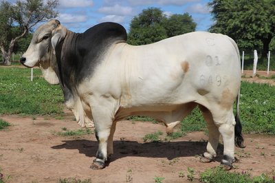 BRAHMAN 6492