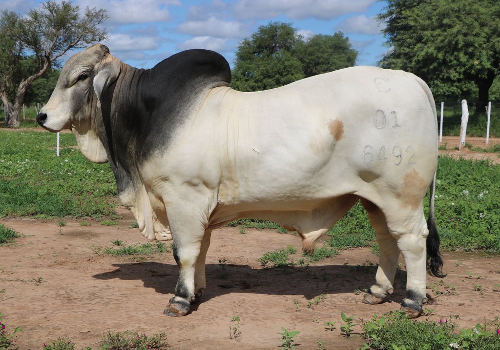 BRAHMAN 6492